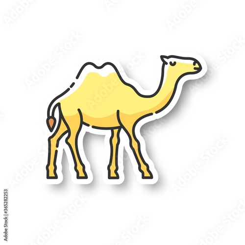 Camel patch. Arabian domesticated animal, tropical climate fauna. Exotic wildlife, wilderness inhabitant RGB color printable sticker. Two humped camel vector isolated illustration