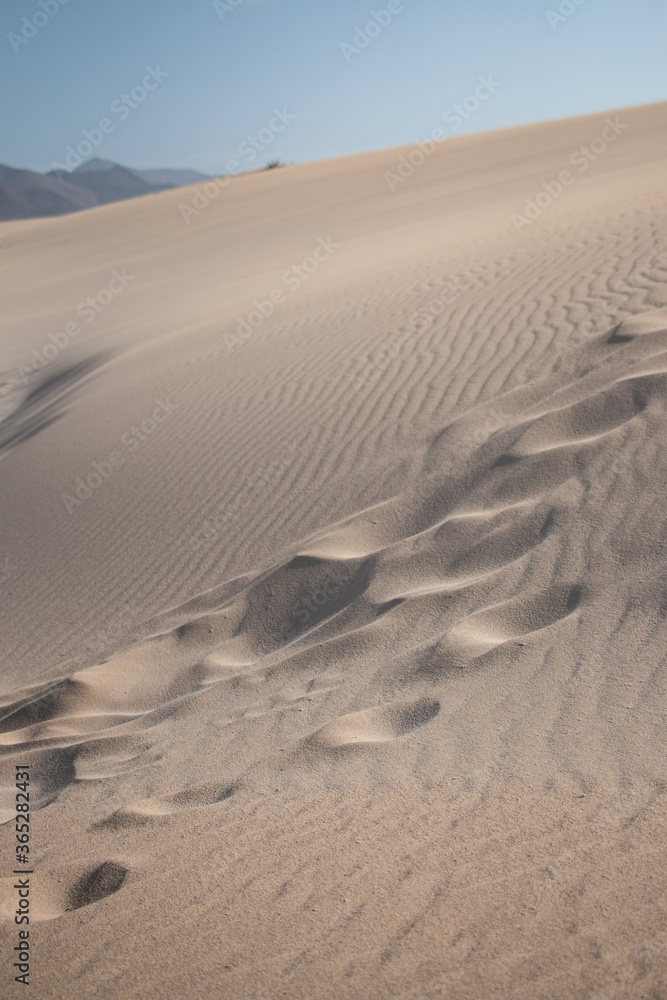 Obraz premium The Sand Dunes of Corralejo. Desert area near dune beach in Fuerteventura. 