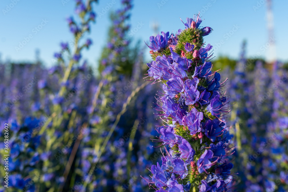 Obraz premium Echium vulgare vipers bugloss blooms in a meadow