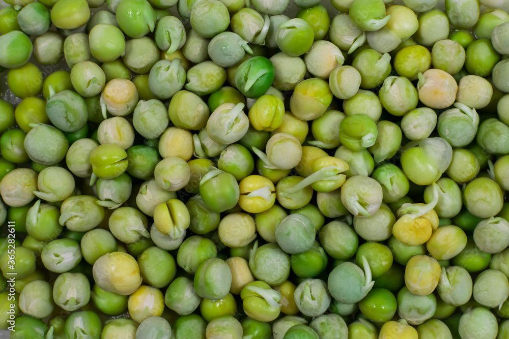 Pea seeds with sprouts close-up macro shot top view. Background of green peas with sprouts. Pea seeds with sprouts close-up macro shot top view. Background of green peas with sprouts.