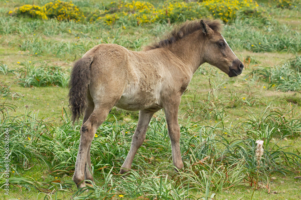 Fototapeta premium Potro de caballo salvaje sobre la pradera.