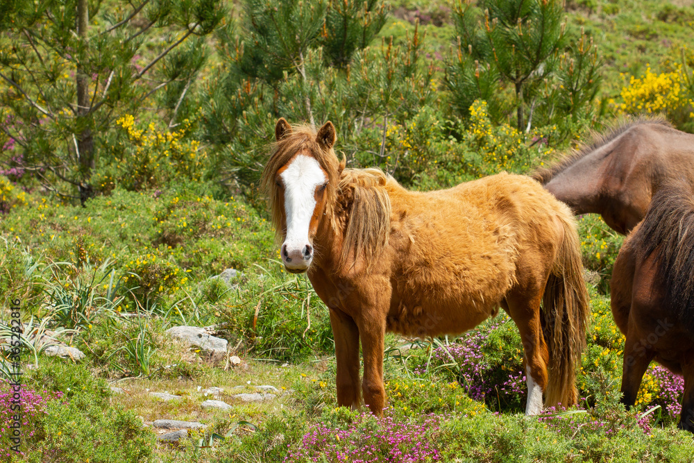 Foto Caballo salvaje con la mirada fija en el monte, Vigo, Galicia, España
