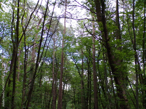Forêt Camors