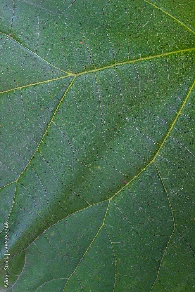 Fototapeta premium Close-up of green leaf. Natural background, texture, pattern