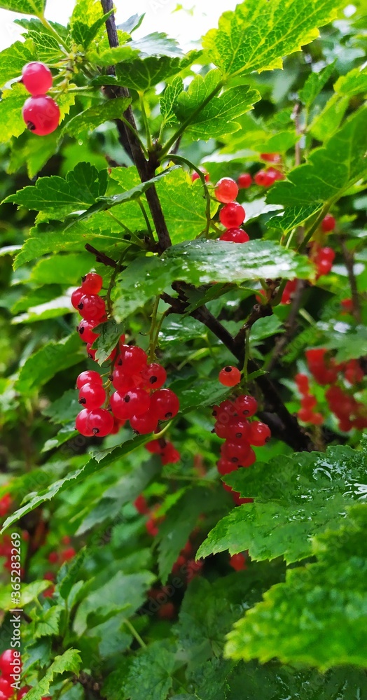 Obraz premium После дождя