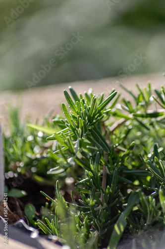 Fresh Rosemary Herb in a cottage garden outdoor growing