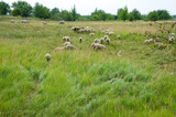 Sheep in the middle of the field.