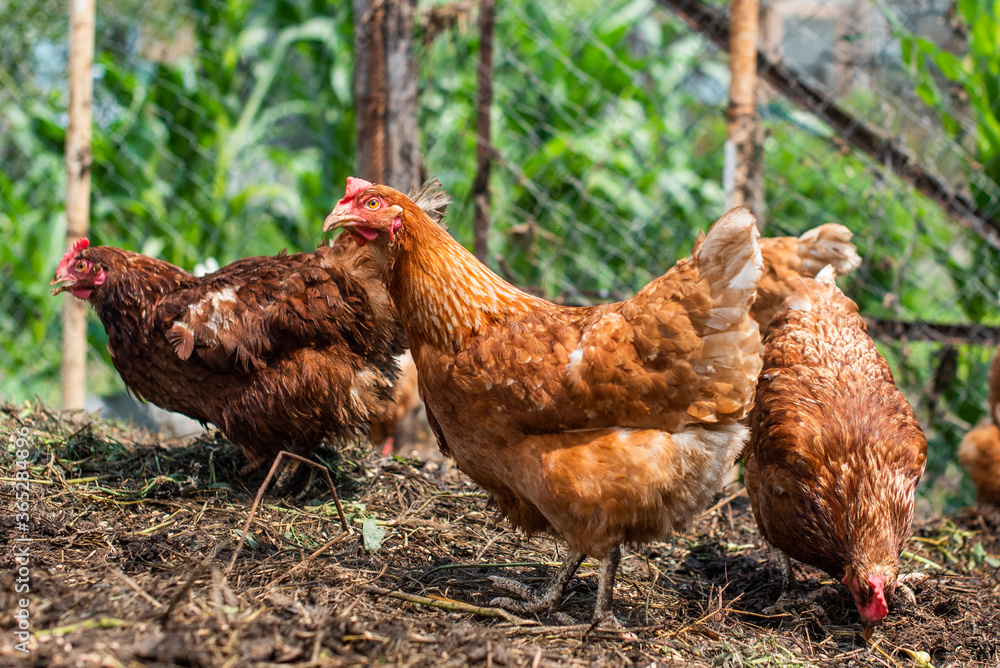 Fototapeta premium orange hens in the village peck grass. agriculture, organic products. they grow homemade meat and eggs.