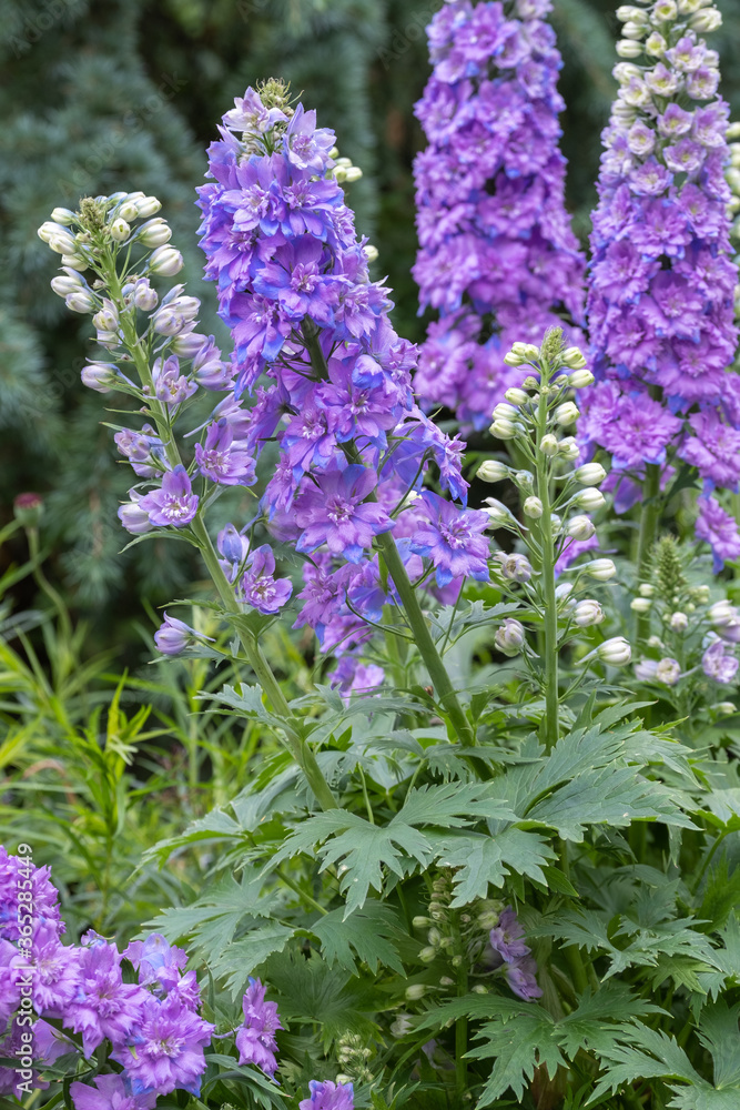Obraz premium Delphinium elatum 'Purple Passion'