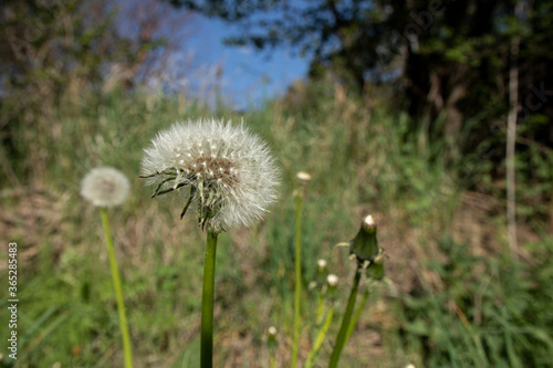 Dandelion in close-up  landscape background