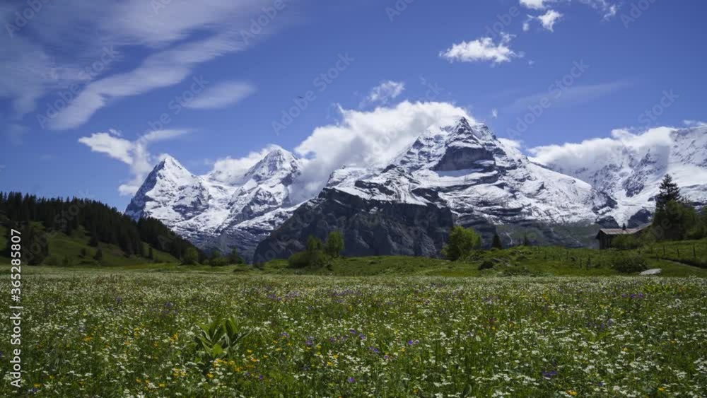 Beautiful Wildflowers Blooming In The Green Meadow With Eiger, Monch, And Jungfrau Mountains On The Background In Murren, Switzerland. - hyperlapse Beautiful Wildflowers Blooming In The Green Meadow With Eiger, Monch, And Jungfrau Mountains On The Background In Murren, Switzerland. - hyperlapse