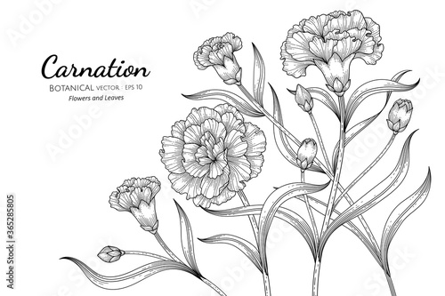 Carnation flower and leaf hand drawn botanical illustration with line art on white backgrounds.