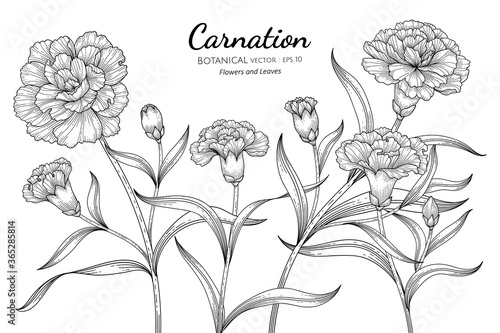 Carnation flower and leaf hand drawn botanical illustration with line art on white backgrounds. photo