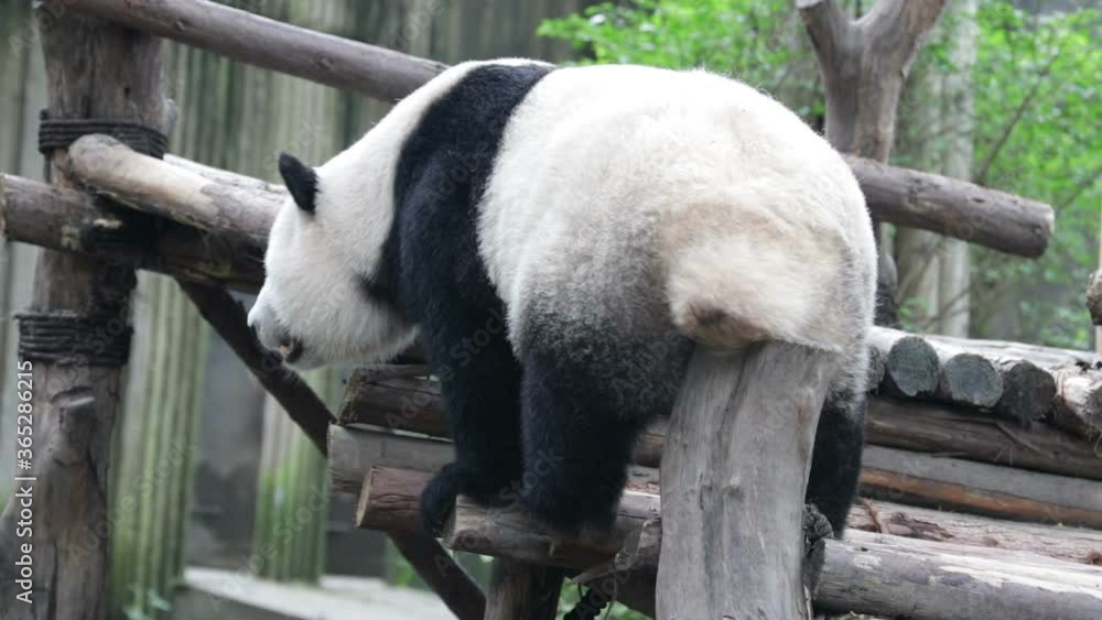 Giant Panda is Rubbing his Body on the Wood Log as he Feels Itchy, Chengdu, China Giant Panda is Rubbing his Body on the Wood Log as he Feels Itchy, Chengdu, China