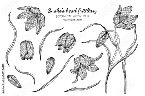 Set of Snake's head fritillary flower and leaf hand drawn botanical illustration with line art on white backgrounds.