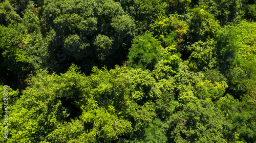 Aerial view of a dense forest. There are many trees  bushes and green grass on this beautiful spring day.