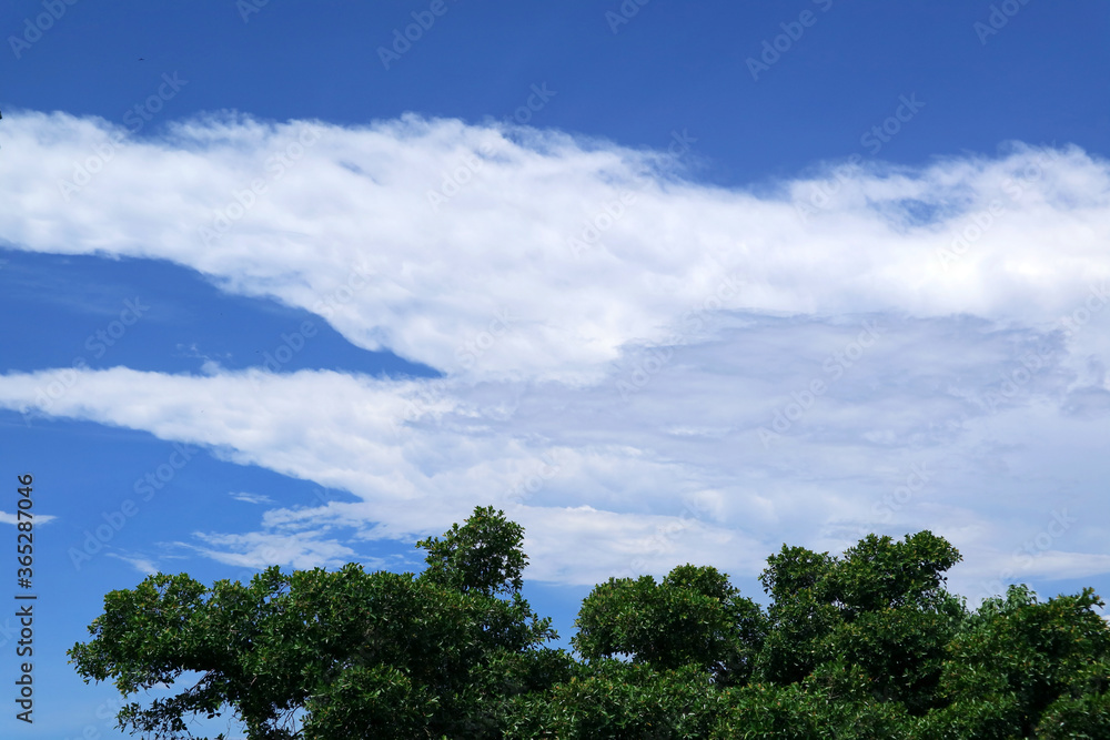 Green Foliage against White Clouds and Blue Sky on a Sunny Day
