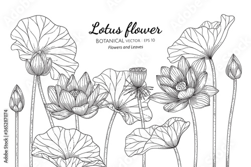 Lotus flower and leaf hand drawn botanical illustration with line art on white backgrounds.