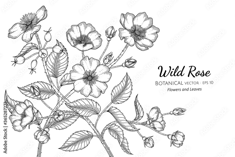 Wild rose flower and leaf hand drawn botanical illustration with line art on white backgrounds.