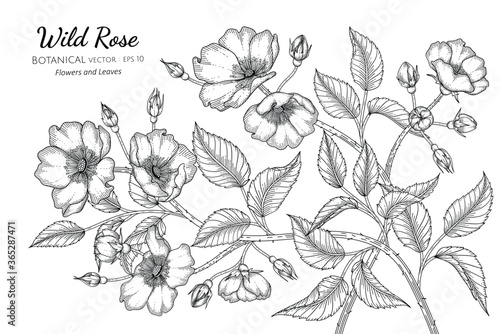 Wild rose flower and leaf hand drawn botanical illustration with line art on white backgrounds.