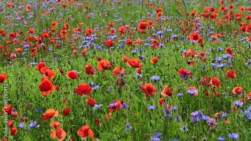 Close up of a field of lentils with poppies, cornflowers and daisies flowers blowing in the wind on the plains of Castelluccio di Norcia, a beautiful scenery located at the foot of the Italian apennin