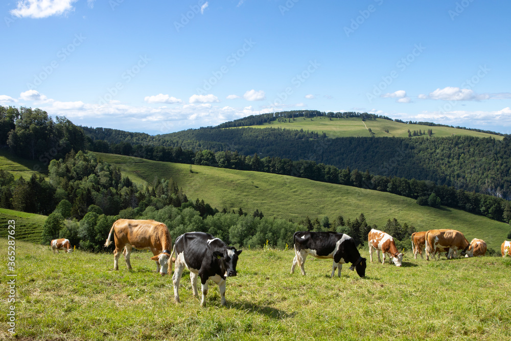 Jura mountains, swiss landscape, green land with herd of cows on the pasture. Summer day. Simmental bread.