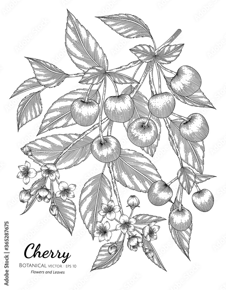 Fototapeta premium Cherry fruit hand drawn botanical illustration with line art on white backgrounds.