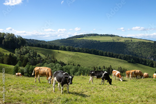 Jura mountains, swiss landscape, green land with herd of cows on the pasture. Summer day. Simmental bread. © MindestensM