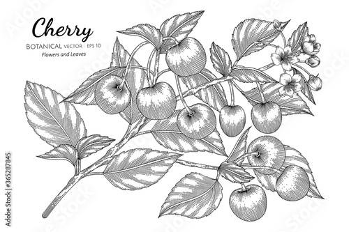 Cherry fruit hand drawn botanical illustration with line art on white backgrounds.