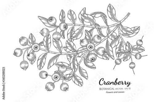 Cranberry fruit hand drawn botanical illustration with line art on white backgrounds.