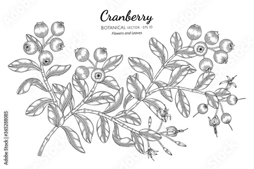 Fototapeta Naklejka Na Ścianę i Meble -  Cranberry fruit hand drawn botanical illustration with line art on white backgrounds.