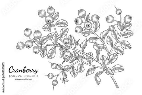 Cranberry fruit hand drawn botanical illustration with line art on white backgrounds.
