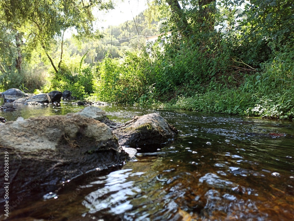 stream in the forest