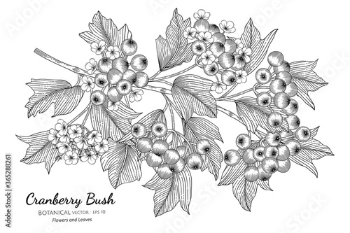 American cranberrybush fruit hand drawn botanical illustration with line art on white backgrounds. photo