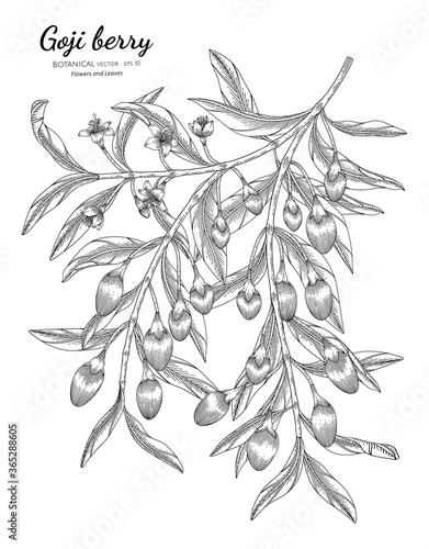Goji berry fruit hand drawn botanical illustration with line art on white backgrounds.