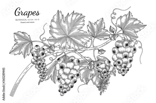 Grapes fruit hand drawn botanical illustration with line art on white backgrounds.