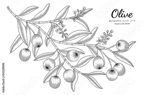 Oilve tree hand drawn botanical illustration with line art on white backgrounds.