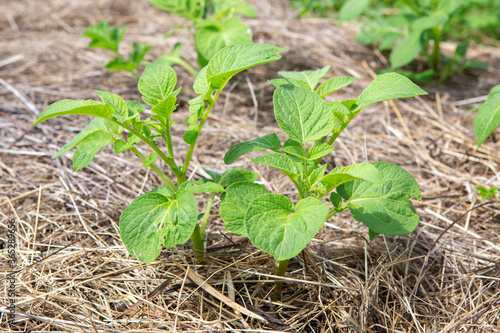 Permaculture organic gardening: Potato plant growing outdoors in mulch of dried hay.