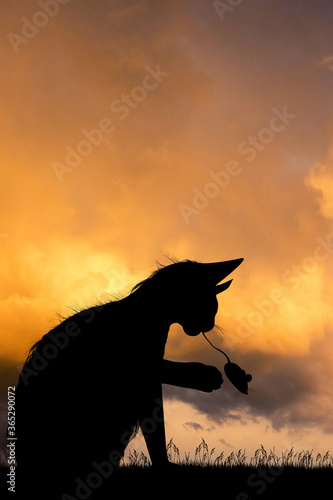 illustration of cat catching the mouse at sunset