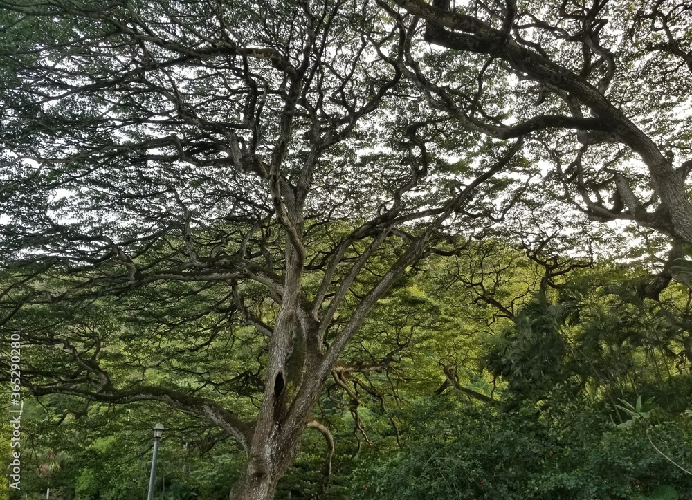 Tree in Hawaii