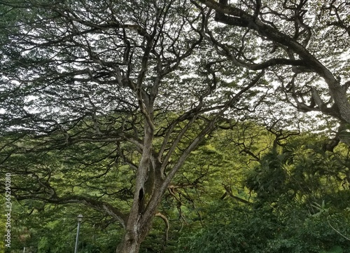 Tree in Hawaii © Christina