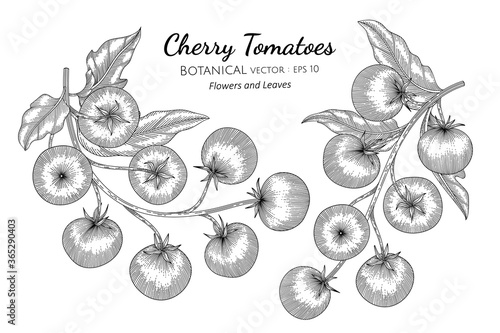 Cherry tomato hand drawn botanical illustration with line art on white backgrounds.