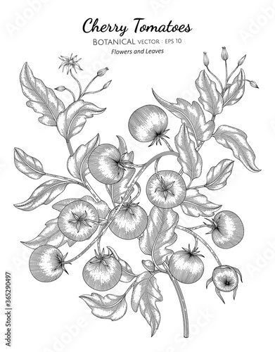 Cherry tomato hand drawn botanical illustration with line art on white backgrounds.