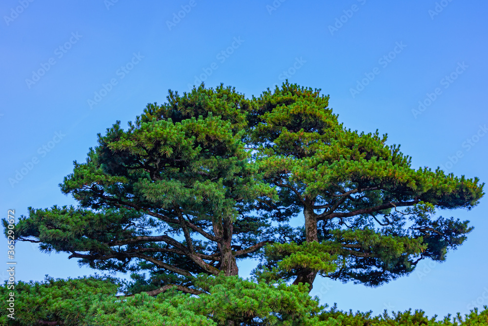 Fototapeta premium 石川県金沢市兼六園の松と青空