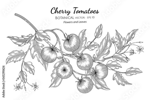 Cherry tomato hand drawn botanical illustration with line art on white backgrounds.