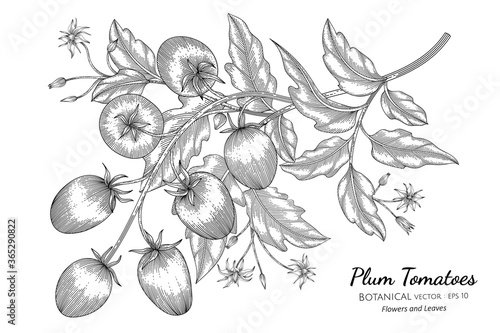 Plum tomato hand drawn botanical illustration with line art on white backgrounds.