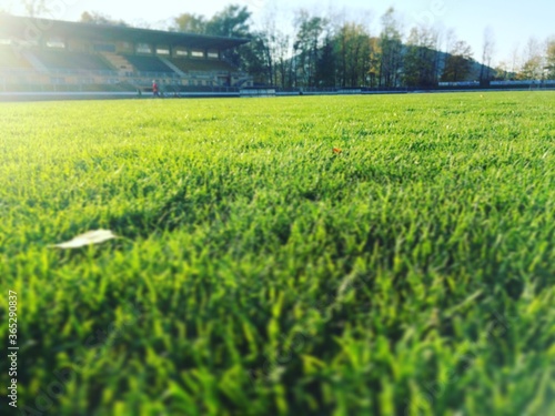 Green grass on the soccer field at sunset
