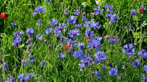 Close up of a field of lentils with poppies, cornflowers and daisies flowers blowing in the wind on the plains of Castelluccio di Norcia, a beautiful scenery at the foot of the Italian apennines