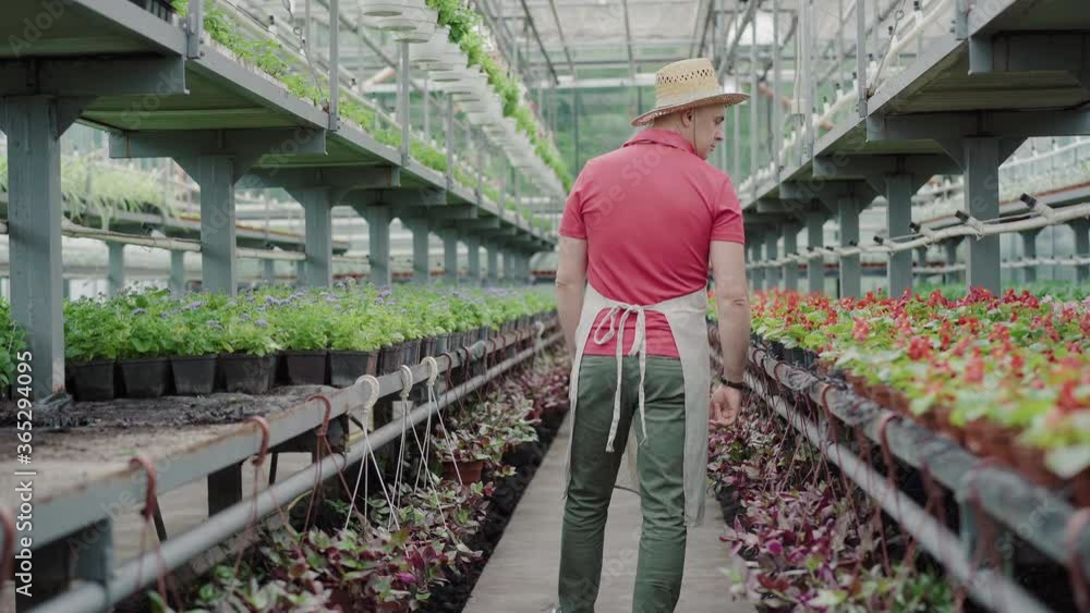 Wide shot back view of confident man walking along rows in greenhouse