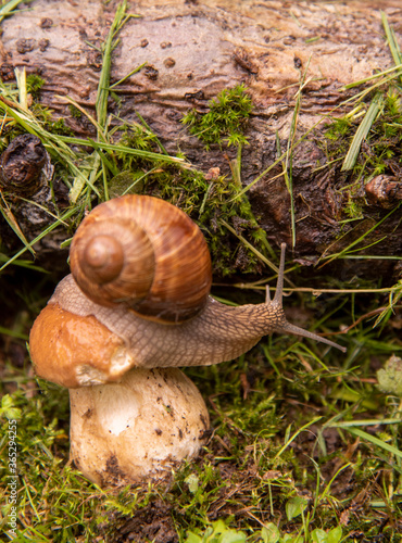  A garden snail sits on a large wet mushroom.